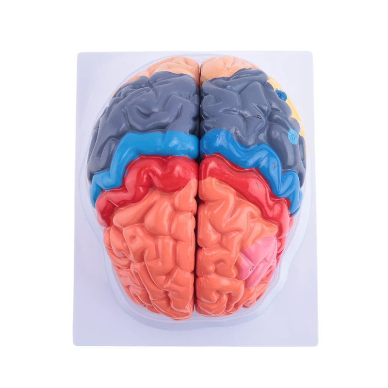 Human Brain Model Anatomy With Colored And Labeled Regions, 2-Part Human Brain Model Disassembled - Includes Base