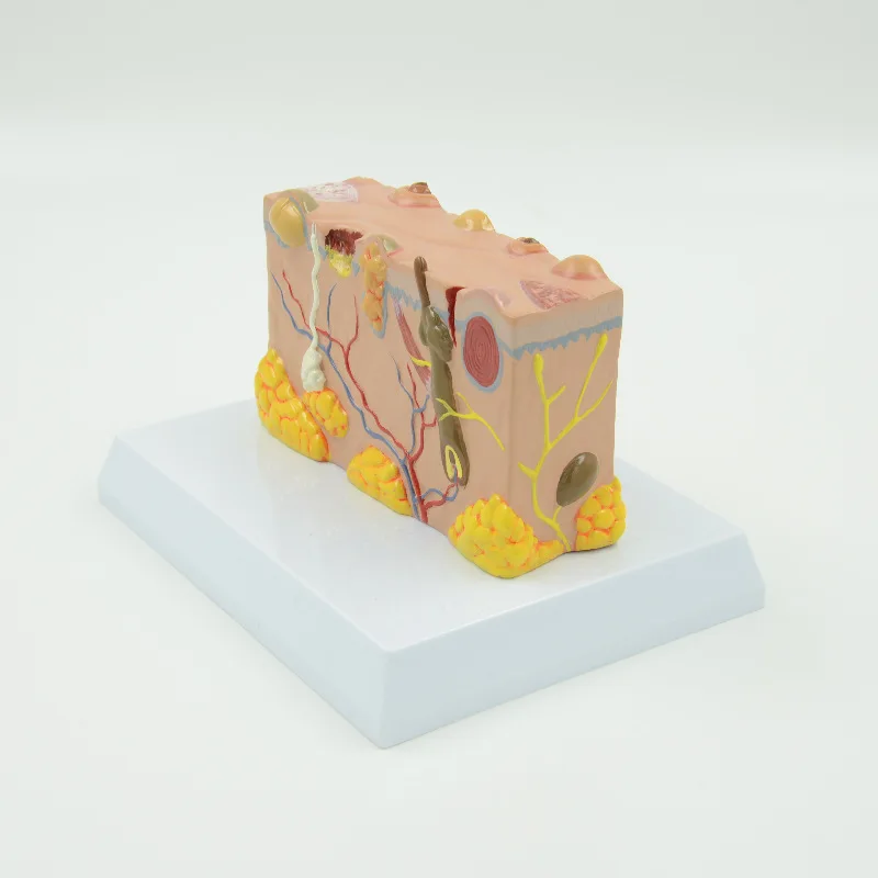 Human stereopathology skin anatomy model demonstration tool