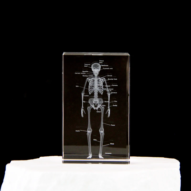 

Crystal 3D human skeleton model Hospital medical gifts teaching props show medical students anatomy paperweight decoration