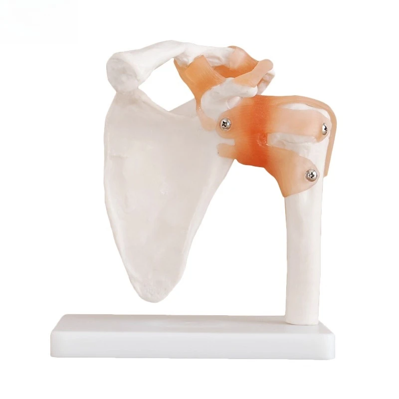 Six joint models Human knee function model Shoulder Elbow joint Hand Foot Hip Movable bone model