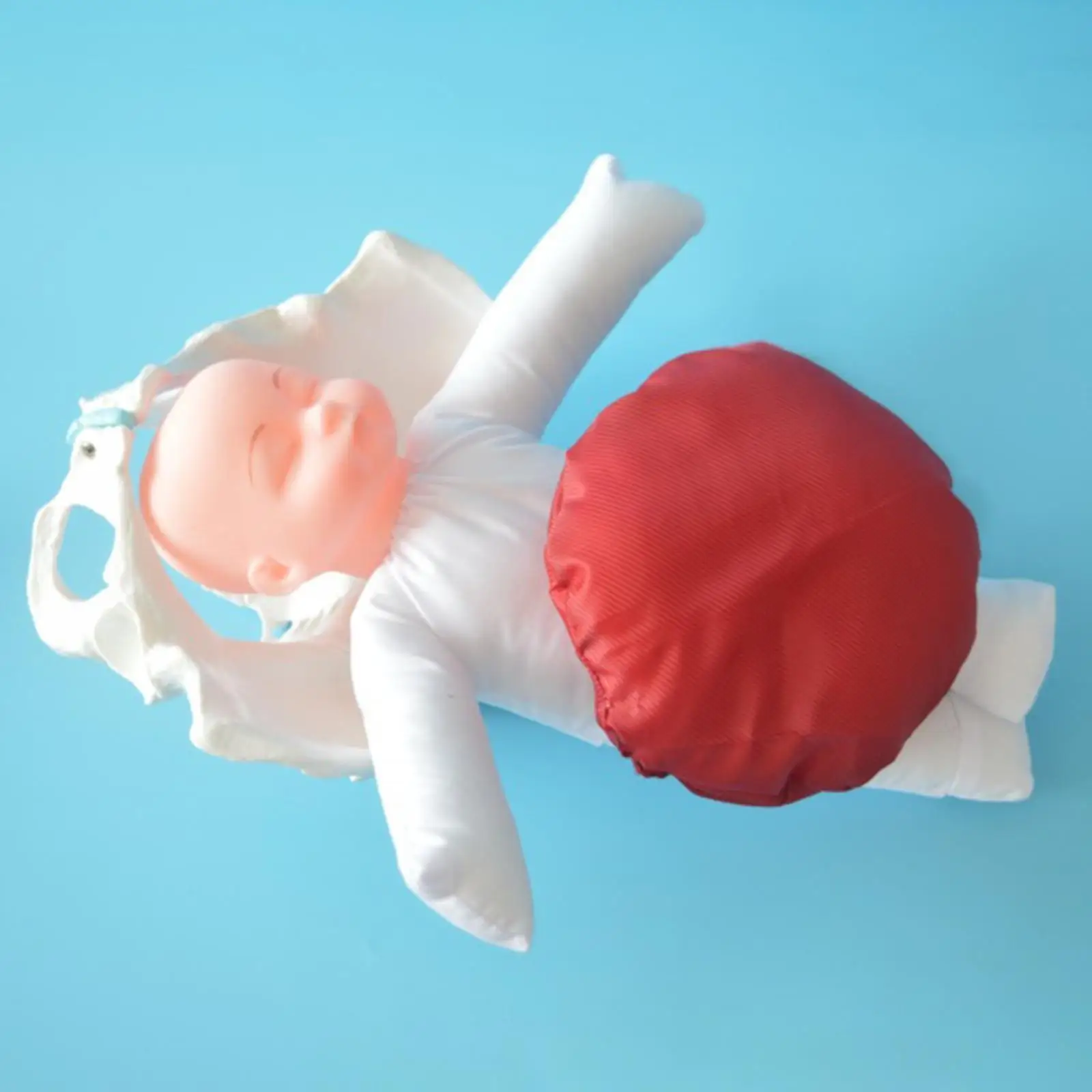 

Female Pelvic Anatomy Model Educational Tool for Medical Education Study