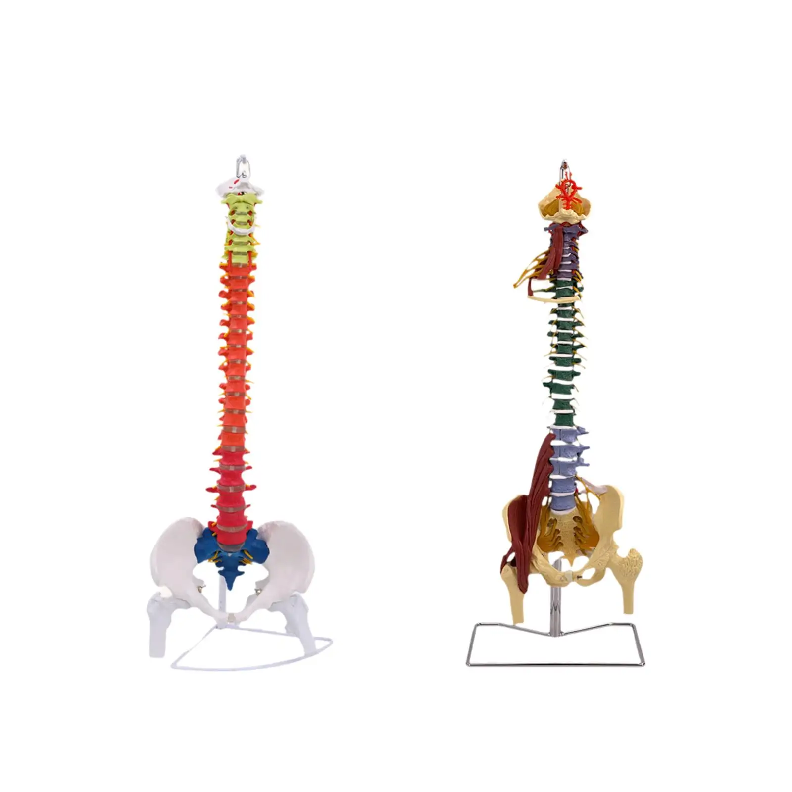 Human Spine Model, Spine Display Stand, Tabletop Decoration with Base ,Detailed Hanging Spinal Cord Model ,