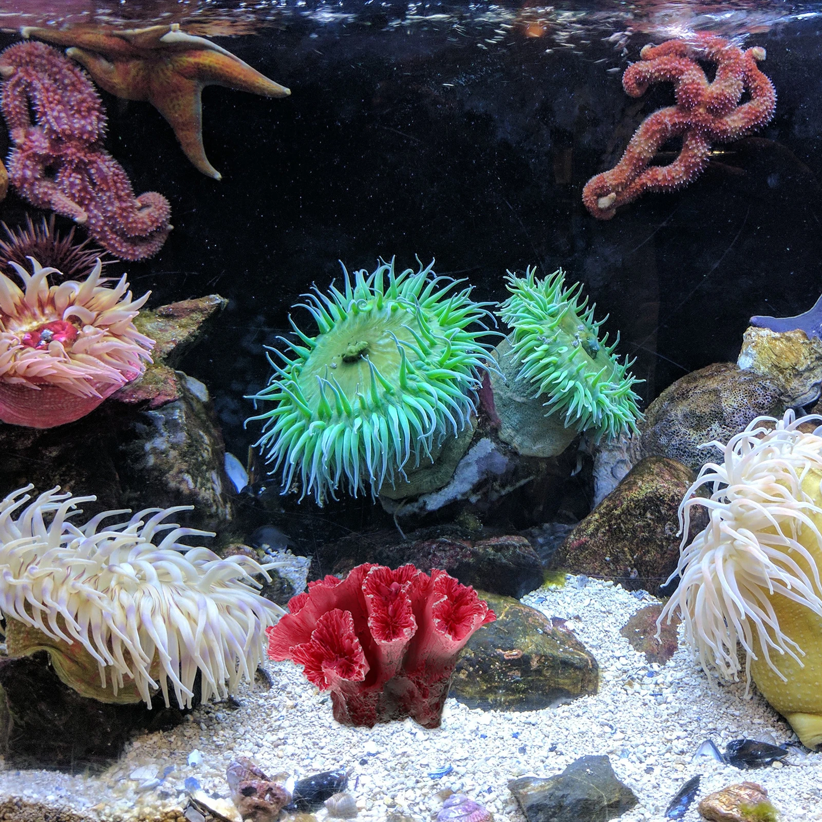 

Colored Coral Rockery Decoration Aquarium Resin Artificial Coral Reefs Soft Flexible Suitable Fresh Easy