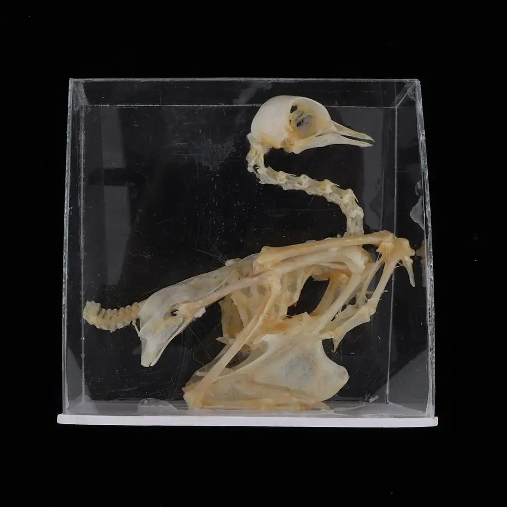 Pigeon Skeleton, Biology Teaching Aids Model Children Science