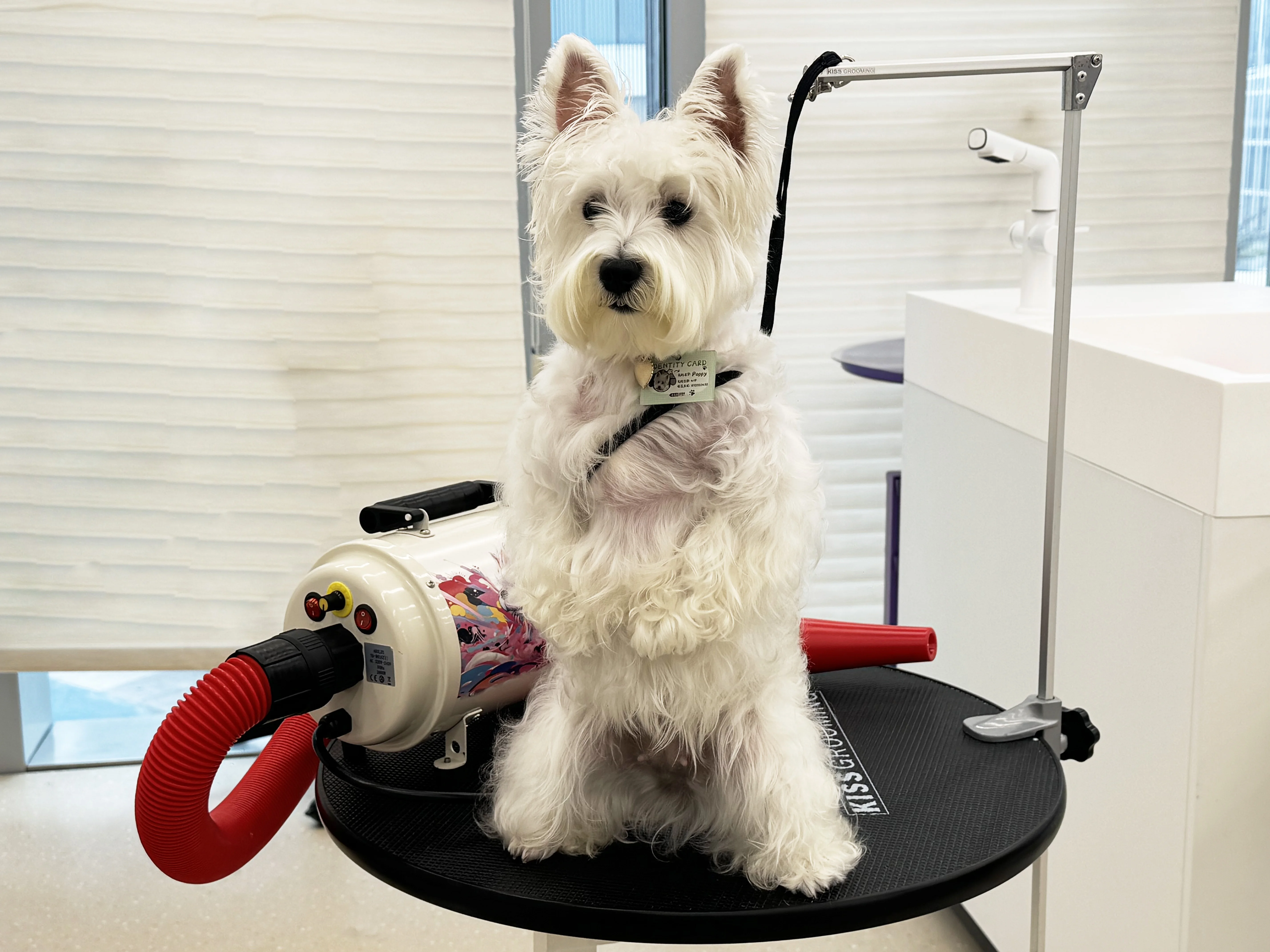 Customized Pet Shearing Grooming Table Air Lifting Perfect Products Pet Table