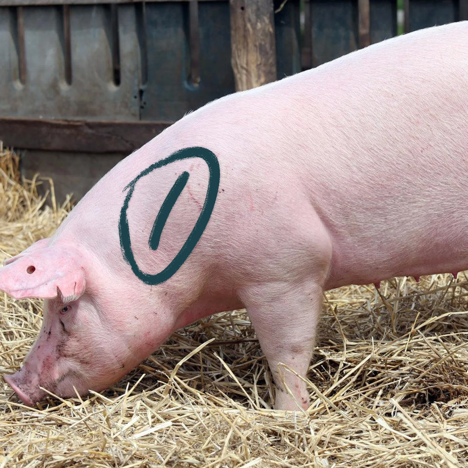 5 قطعة الماشية بمناسبة الطباشير عالية الوضوح الحيوان بمناسبة الشمع الطباشير لفرز الماشية الصف التلقيح الأخضر