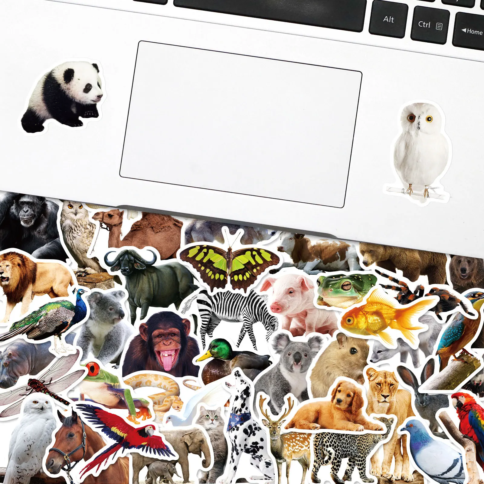 10/25/50pcs Zoo Jungle Wild Animal Stickers for Teaching Wall Decal Bedroom Classroom Wall Decor phone travel luggage helmet