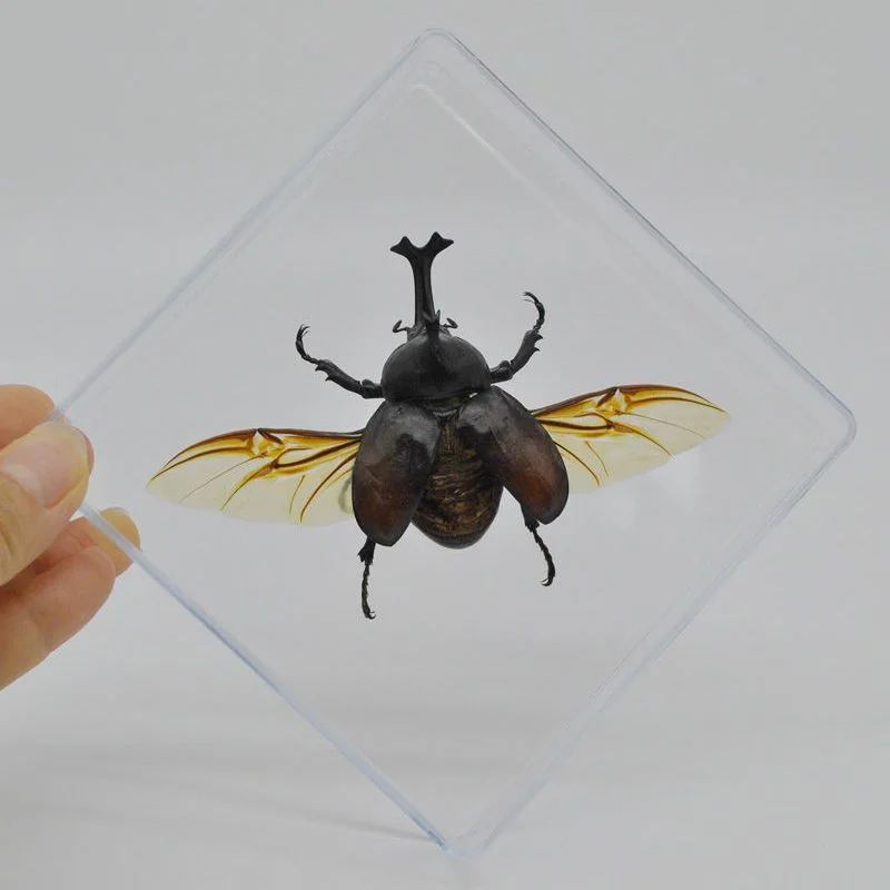 Real Beetle Insect Specimens, Photo Frames, Crafts, Ornaments, Teaching Gifts, Home Decoration Statue