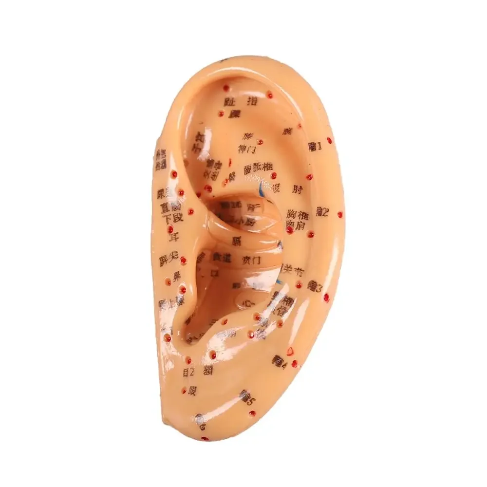 13 Cm Model akupunktury ucha Aplikacja usznego Punkty akupunktury ucha Model akupunktury ucha
