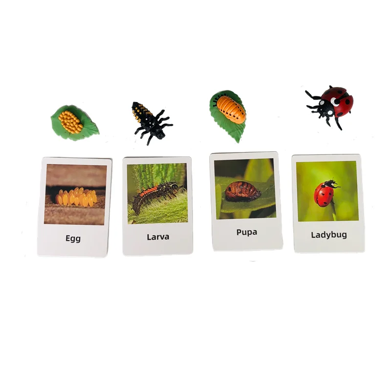 ชุดของเล่นการเรียนรู้ชีวิตวงจรของเต่าทองพร้อมการ์ดฝึกทักษะการเรียนรู้และรูปแบบต่างๆ วัสดุชิ้นงานชีววิทยาแบบมอนเตสซอรี่ เกมการศึกษาสำหรับเด็ก