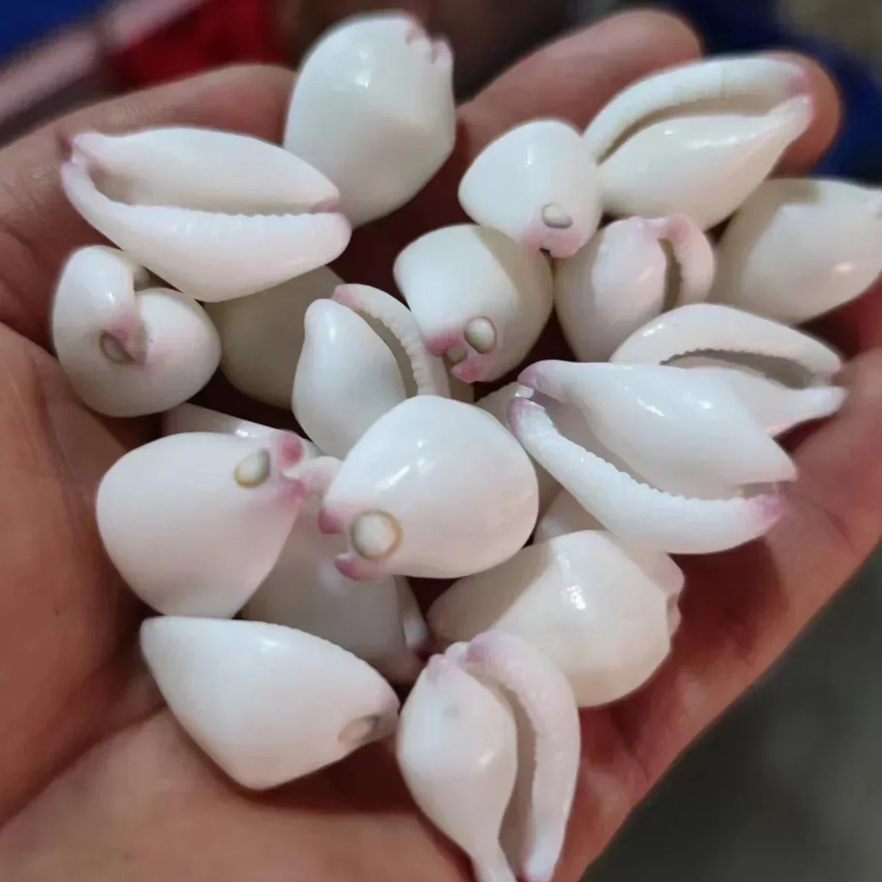 2pcs Natural Shell Conch White Rabbit Snail Fish Tank Landscaping Handicraft Diy Material Furniture Decoration