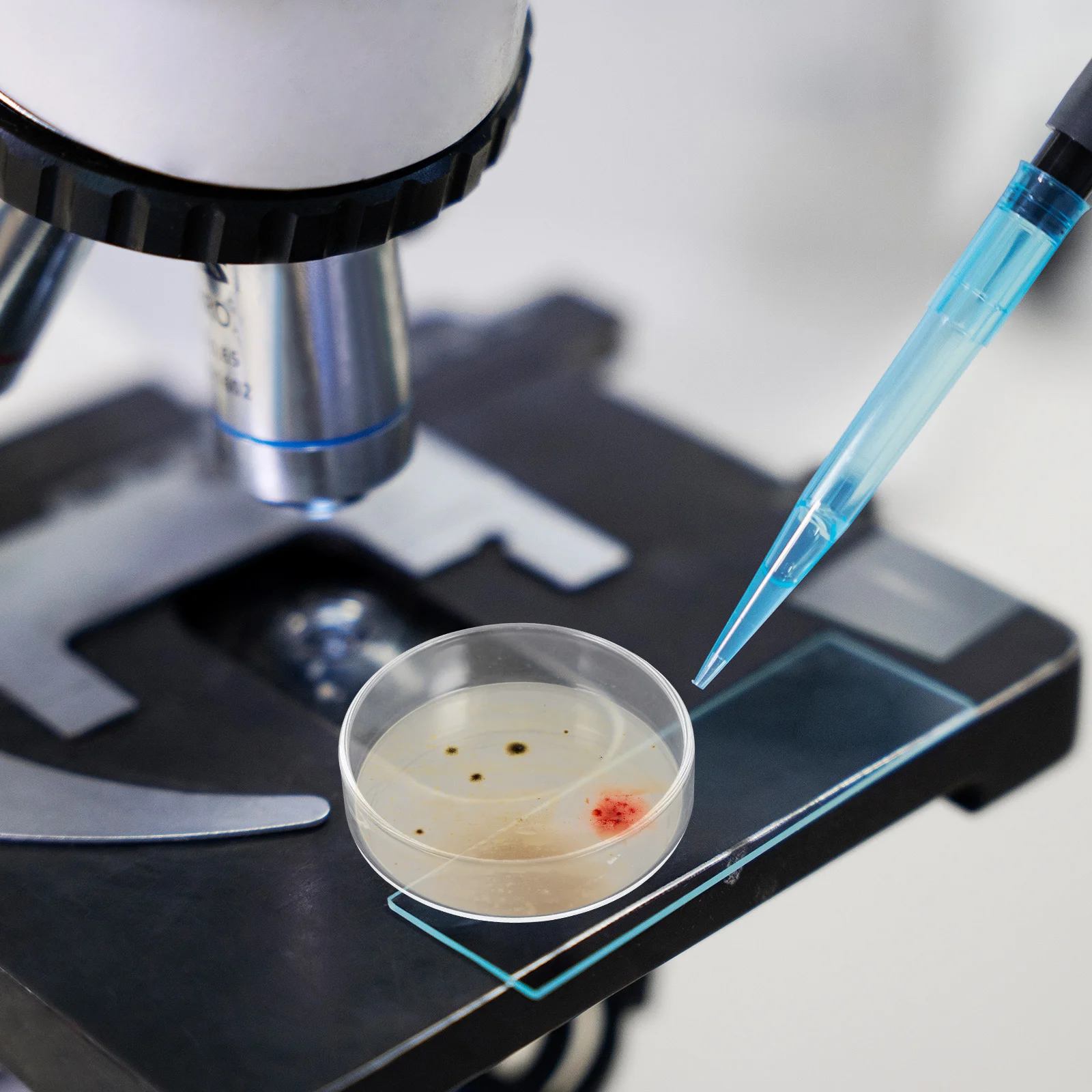 

10Pcs Laboratory Glass Culture Dishes 60mm High Transparency Reusable Petri Plates for Cell Tissue Growth