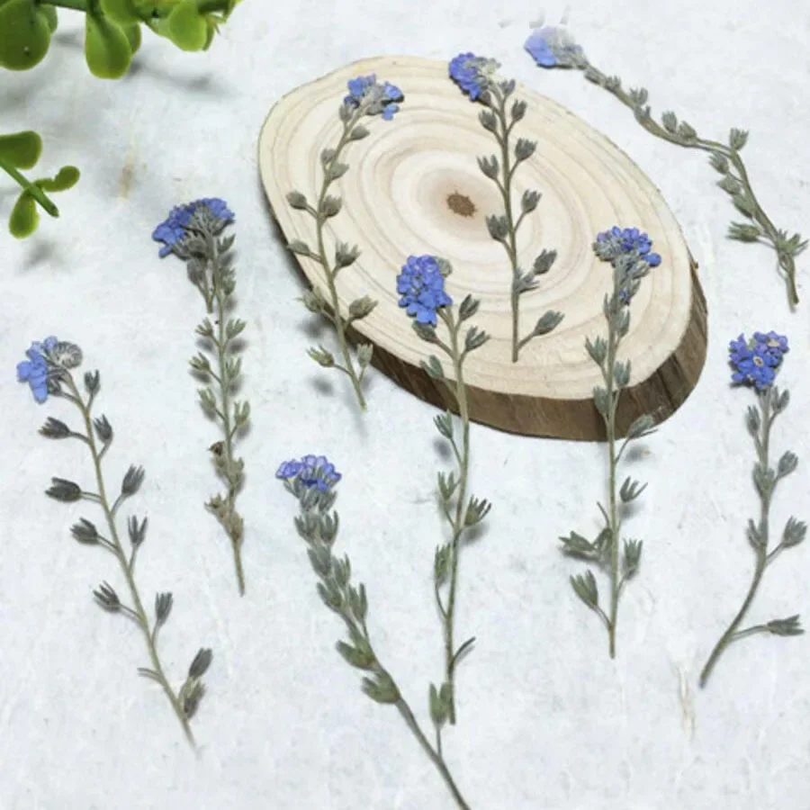 

500pcs 4-7cm Pressed Dried Myosotis Sylvatica Forgetmenot Flower Plant Herbarium For Jewelry Postcard Bookmark Phone Case DIY