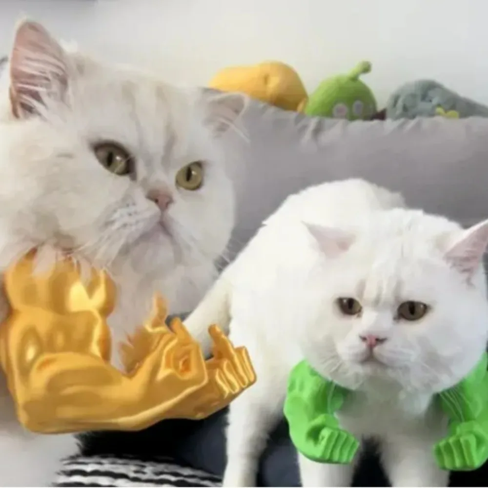 Funny Cat Muscle Ar…