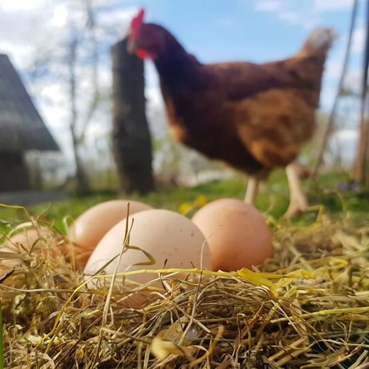 

6Pcs Wooden Fake Eggs for Children's Pretend Farm Play, Complete with Agricultural Props to Simulate Hens Laying Eggs