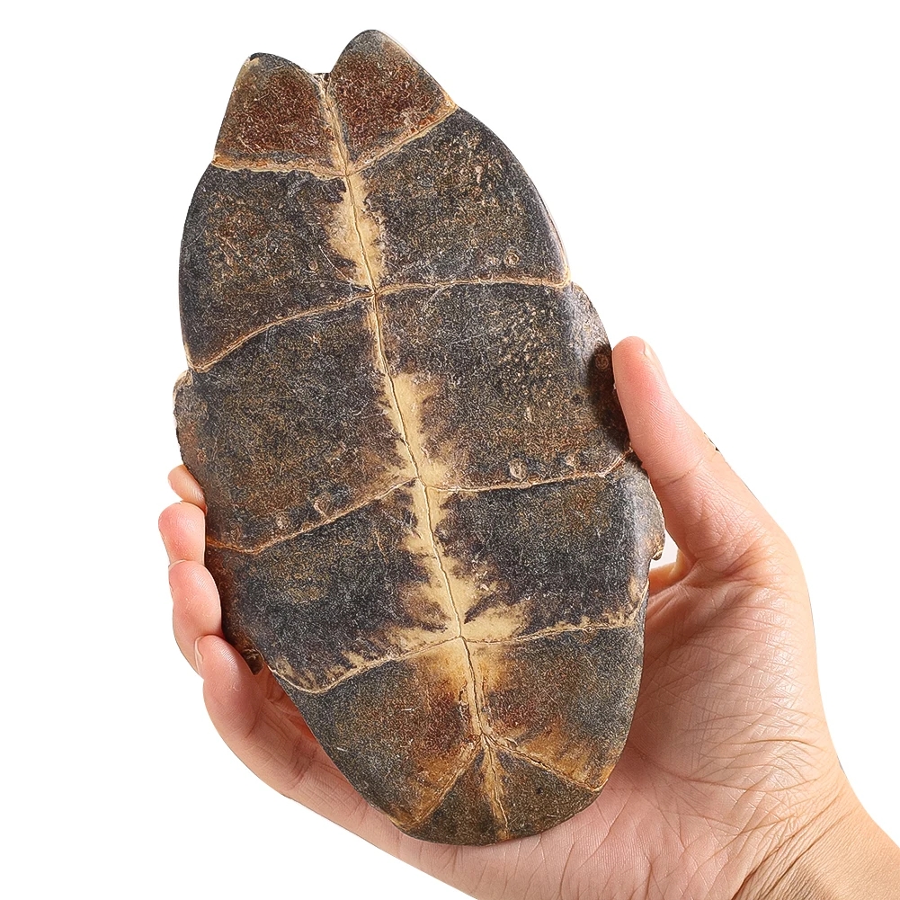 

Natural Turtle Shell Specimen Real Animal Bones Collection Taxidermy Longevity Wealth Attraction Home Decoration Figurines Gifts