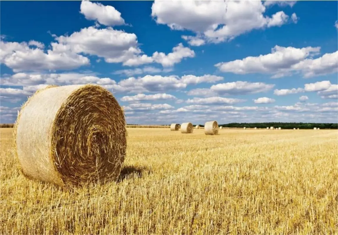 Toile de fond de paysage de boule de foin de jour de Thanksgiving, fond de photographie de champ de rouleau de blé, bannières de décoration de fête de festival de récolte