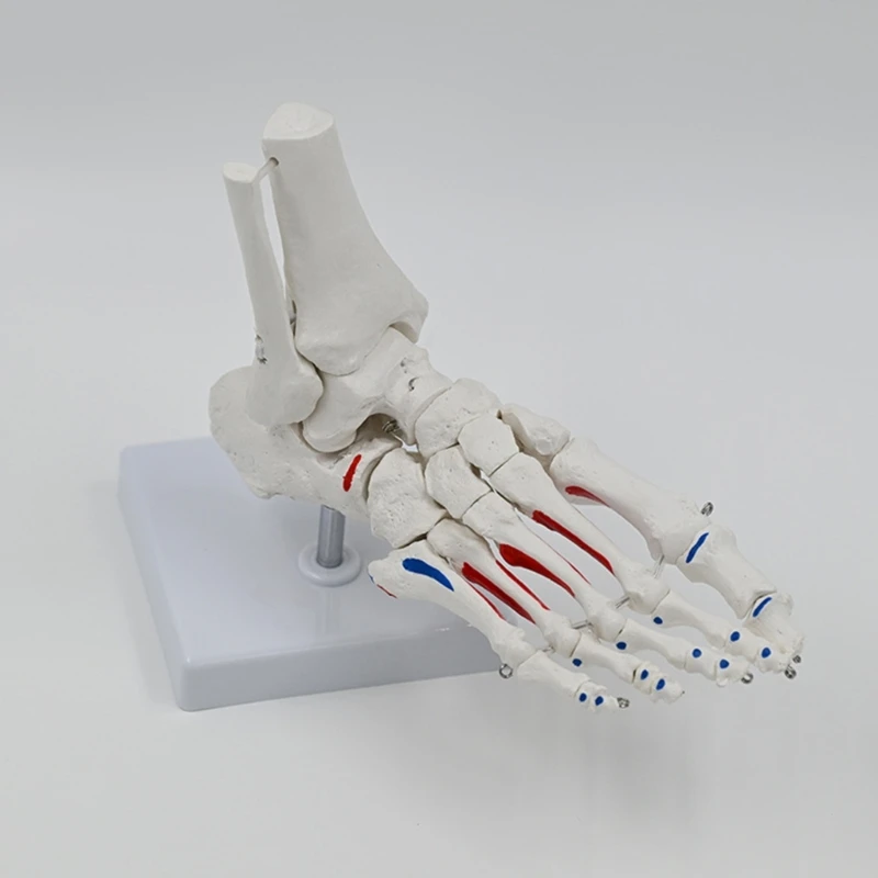 인간의 발 관절 해골 모델 의료 모델 PVC 발 관절 해부학 모델 의료 연구를위한 교육 모델