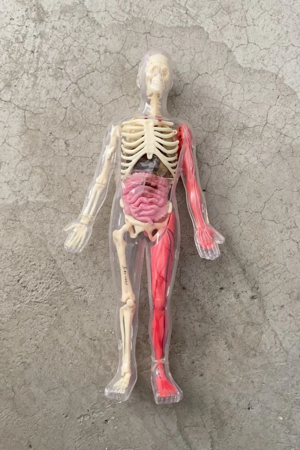 Op voorraad Standaard defecte - Human Body Puzzle recensie en prijs