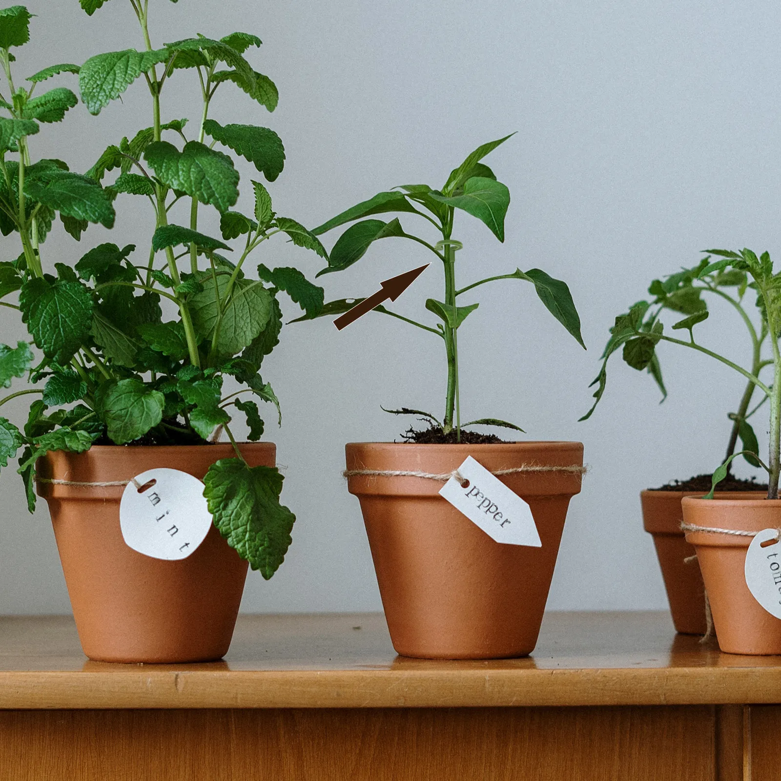 30Pcs Small Potted Plant Support Green Multi-Function Plant Support Rod Sturdy Durable Indoor Plants Fixed Stand