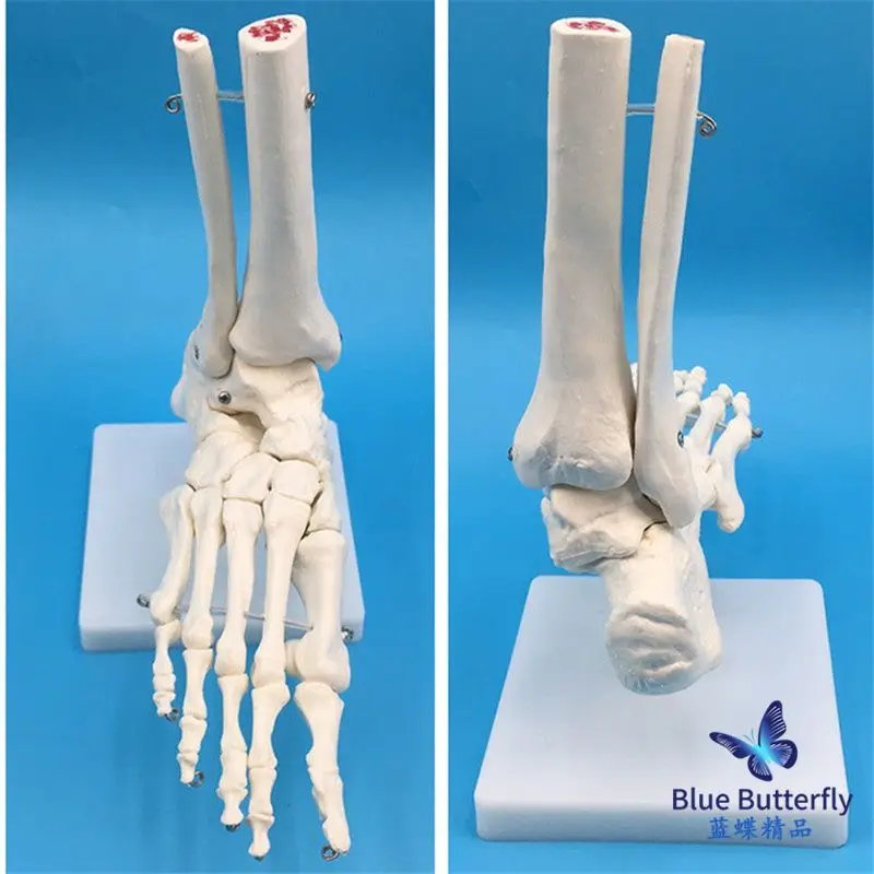 Modelo de hueso del pie, modelo de hueso del pie, modelo de función de articulación del pie adulto, articulación del pie humano sin ligamento