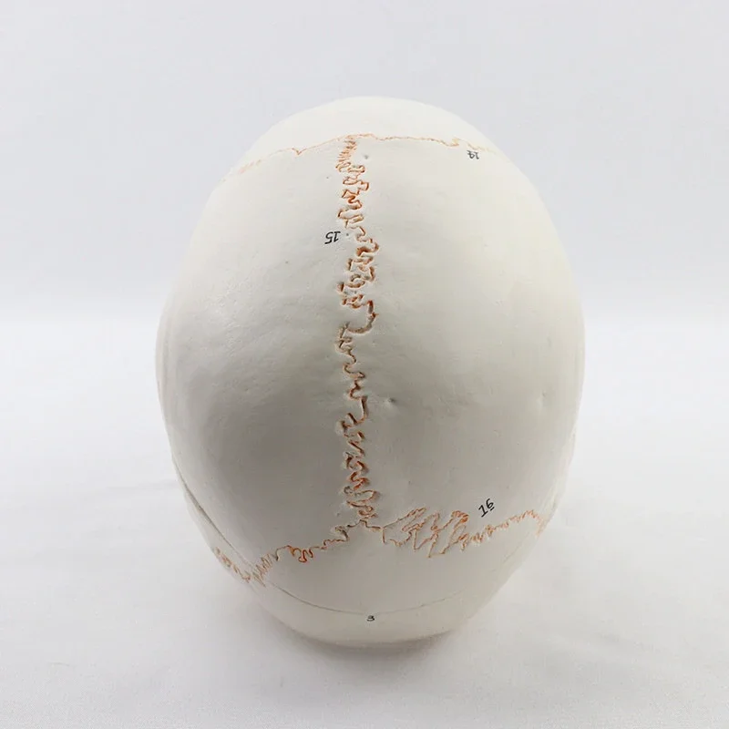 Tête d'Anatomie de Crâne Humain en 3 Parties, Modèle d'Enseignement Médical, Taille Réelle, avec PerfecCap, Mâchoire Mobile, Modules Pehonneur à la Main