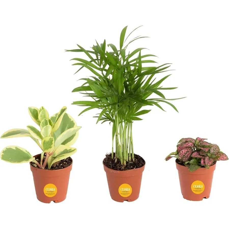 

Mini Live Indoor Plants 2in Nursery Pot Easy to Grow Houseplant 3 Pack 4Inches Tall Grower's Choice Home Dr or DIY Gift