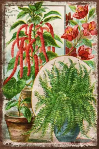 Vintage Ferns Catalogue Aged Look Gardening Advert, on a New Metal Sign Plaque