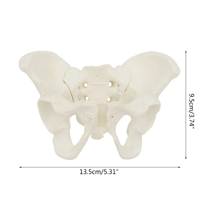 ADWE Mini Female Pelvis Model Female Pelvic Model Human Pelvic Model Medical Teaching Model for Study Teaching Lab