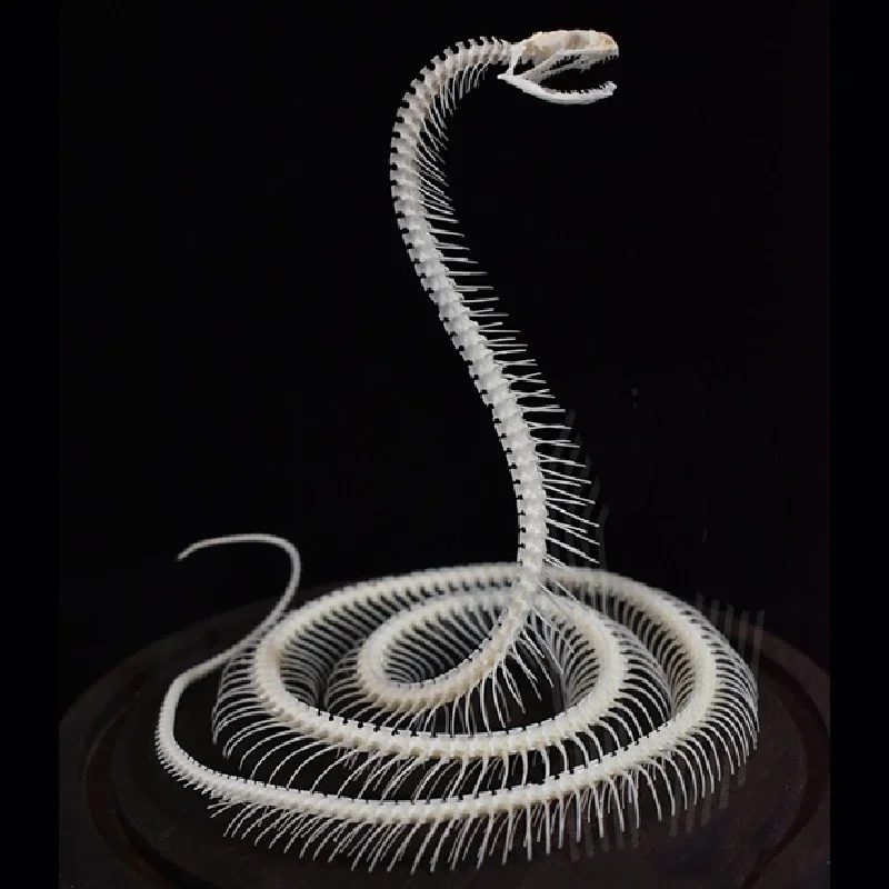 2034 Ascending Serpent Bone Vitrine Occult Zoology Display Mythical Vertebrae Hand Crafted Helical Serpentine Resin Ossuary Art