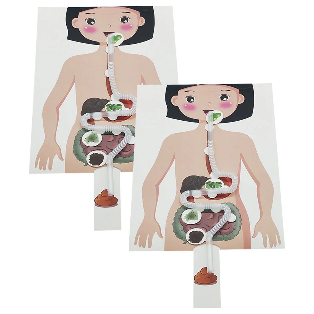 2 Sets Digestive System Model Science Experiment Kit Experimental Supplies Toddler