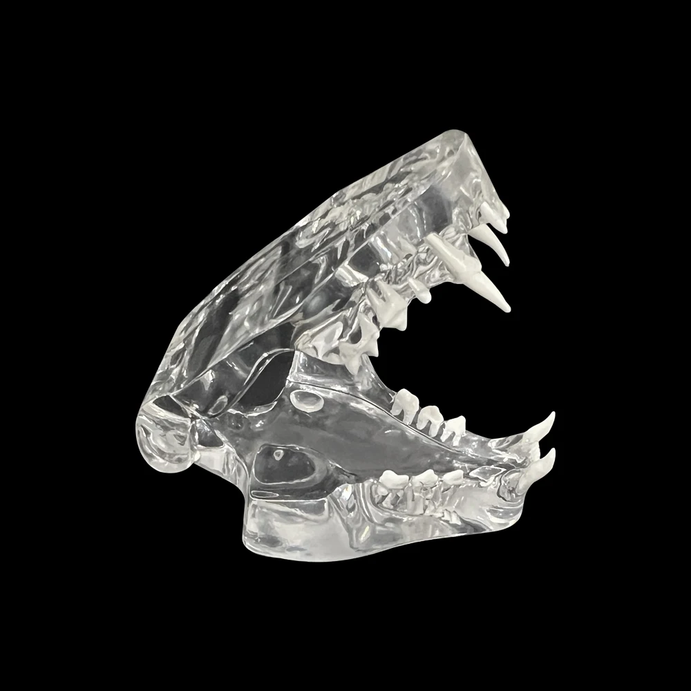 Dental Cat Teeth Model Transparent Dentistry Resin Animal Pet Cat Tooth Model For Teaching Education Demo Veterinary Studying