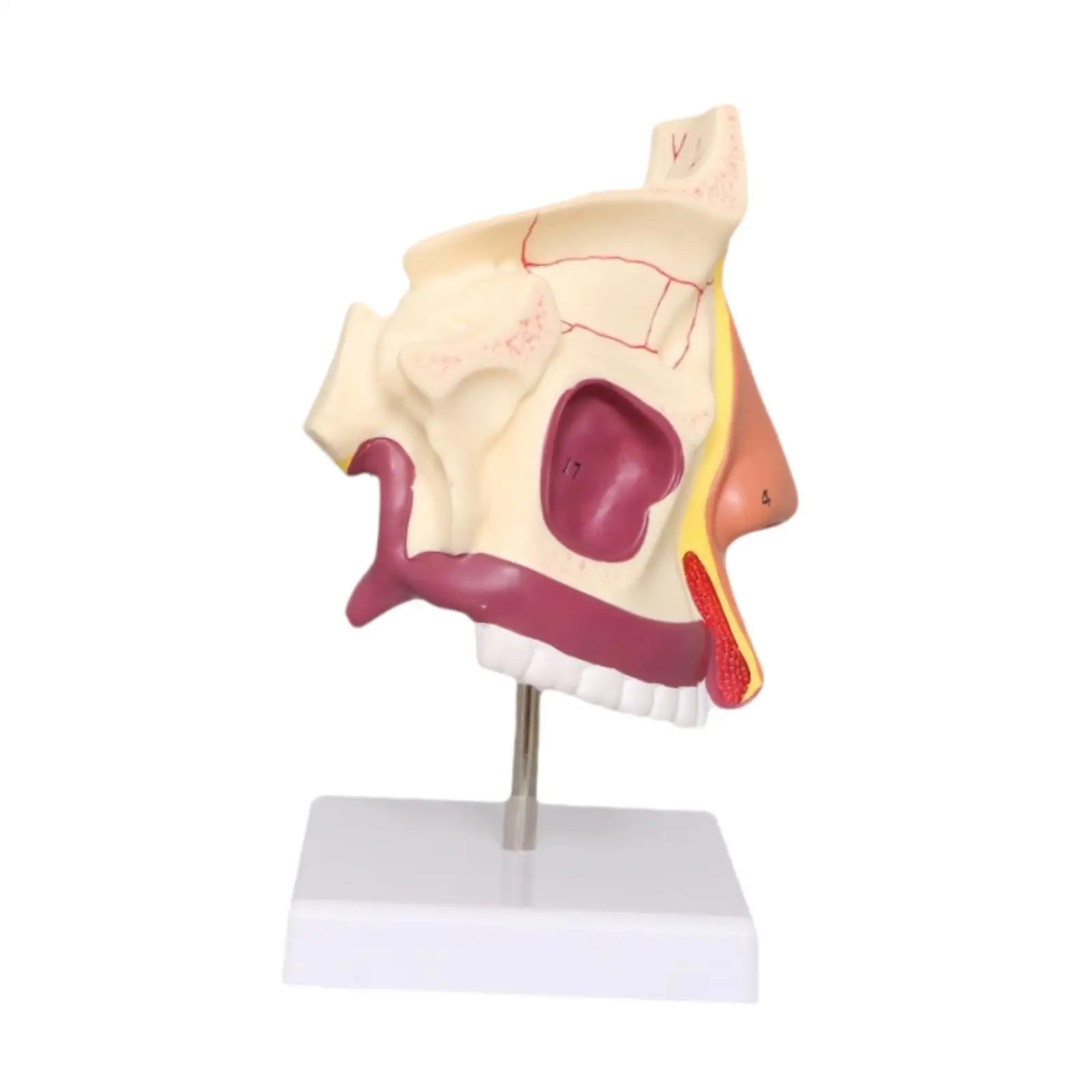 Nasal Cavity Structure Model Educational Science Toy for Classroom Demonstration and Home Study for Ages 8