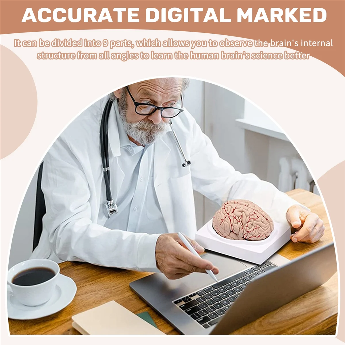 MDAQZ الدماغ البشري، نموذج تشريح الدماغ البشري بالحجم الطبيعي مع قاعدة عرض، لدراسة وعرض التدريس في الفصول الدراسية للعلوم B