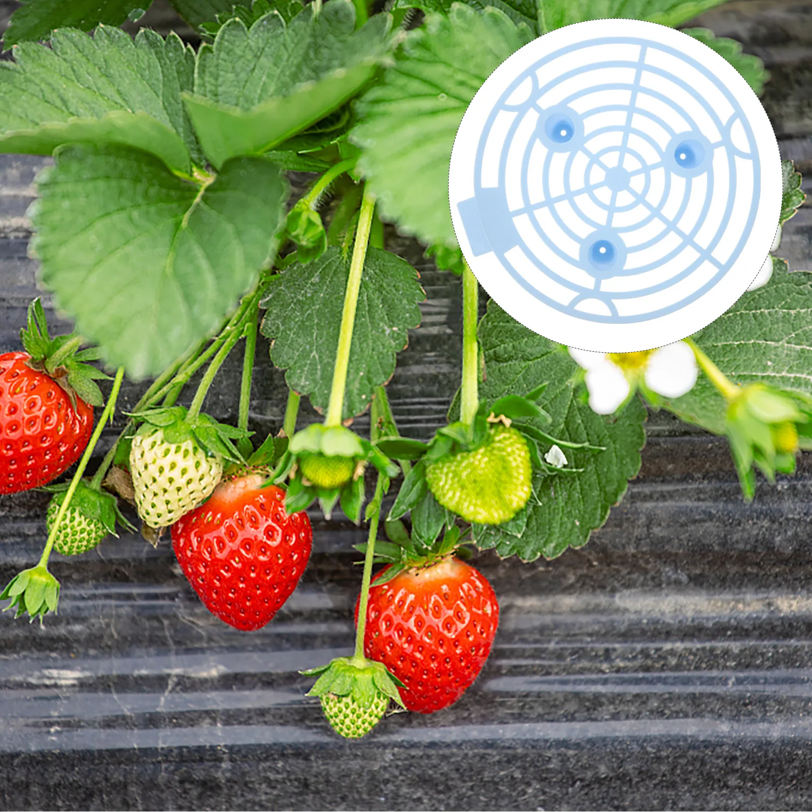 12Pcs Melon and Fruit Support Racks Plastic Climbing Brackets for Garden Strawberry Growing Stand Vegetable Plant Holder