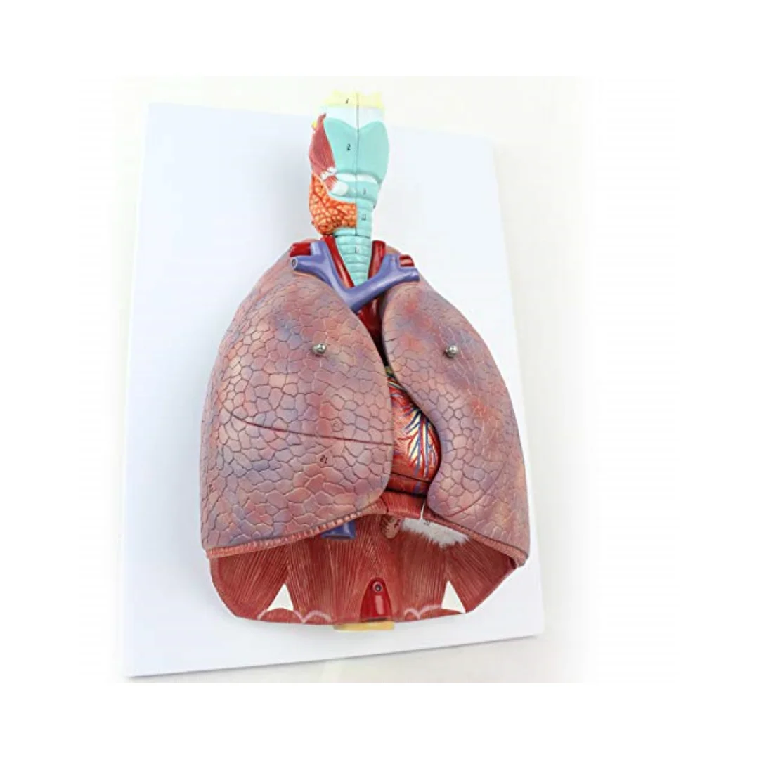 Modelo anatômico médico humano de peito/garganta, laringe, coração, pulmão, com 51 sinais, sistema respiratório 1:1, material de ensino
