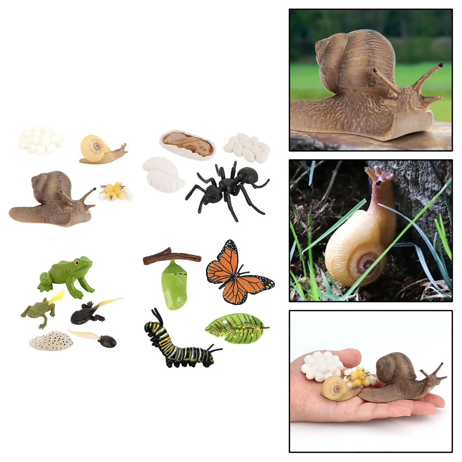 Animals Growth Model Playset Kids Child Education Biology Toys