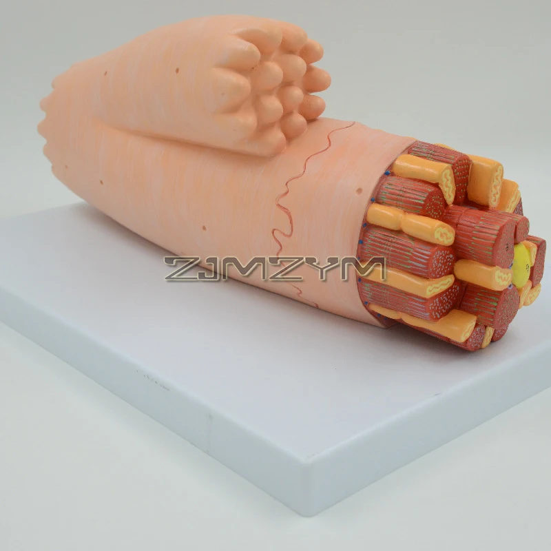 Enlarged Cardiac Anatomical Model Cardiomyocyte Ultrastructure Model, for Science Classroom Study Display Teaching