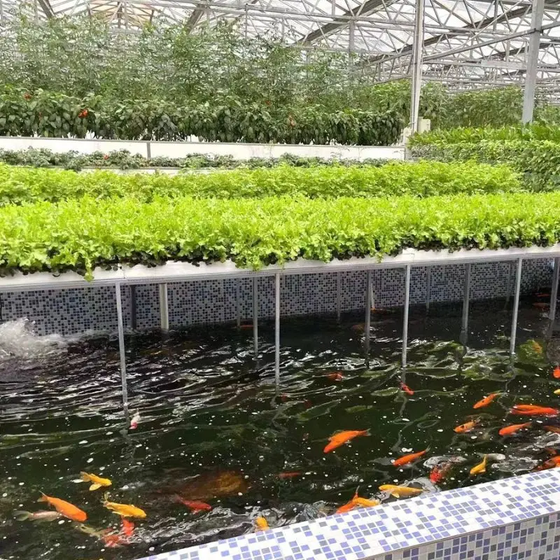 

Customized greenhouseProfessional Design Ecological Greenhouse Aquaculture and Fish-vegetable Symbiosis Technology Glass Greenho