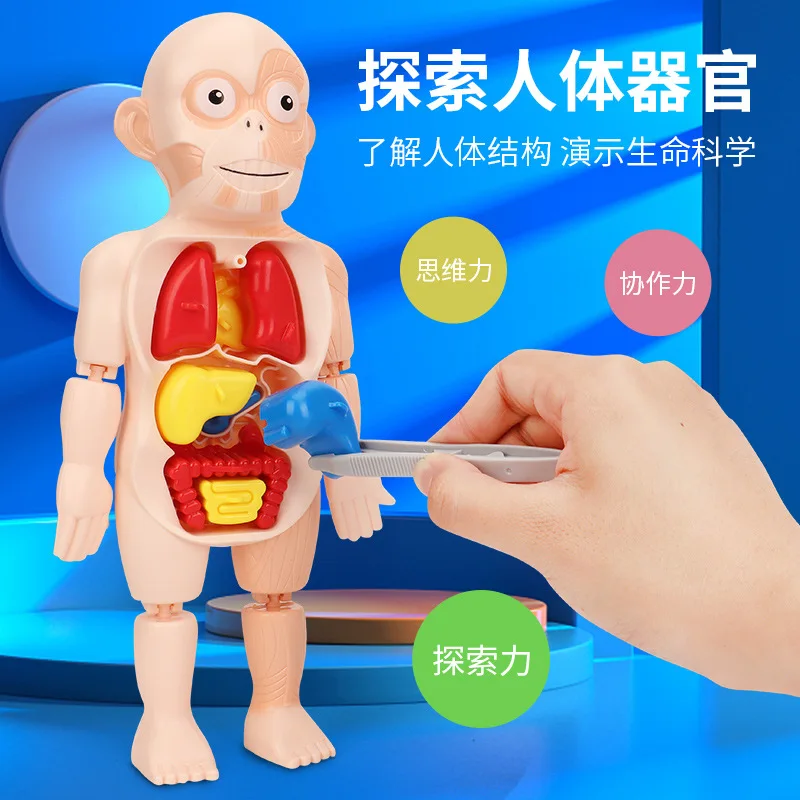 

3D Human Body Anatomy Model Kids Montessori-Inspired Educational Toy Organ Assembly Gifts Children's Learning and Exploration