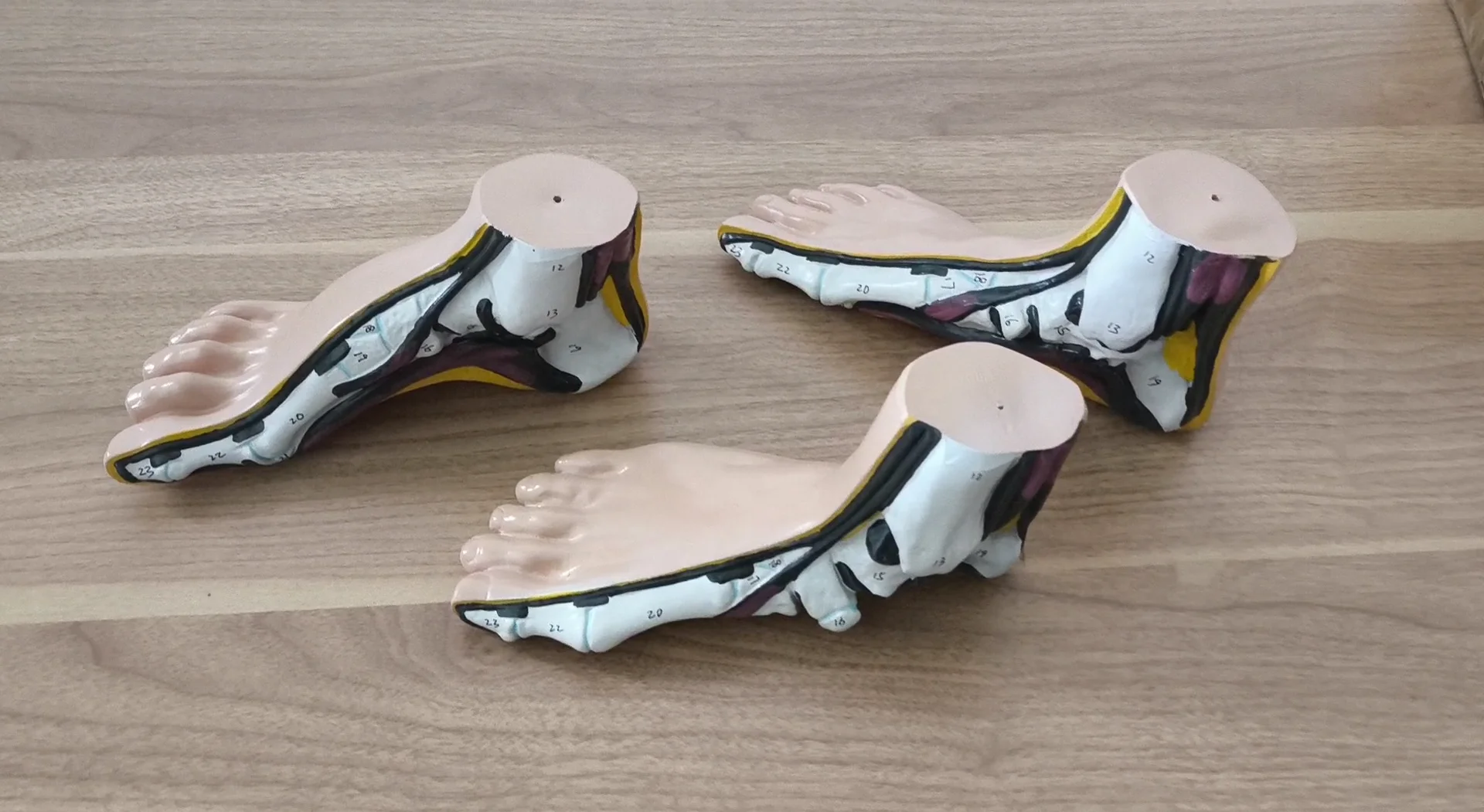 Foot compatibele Arch Normal Flat Foot Anatomical Teaching Model