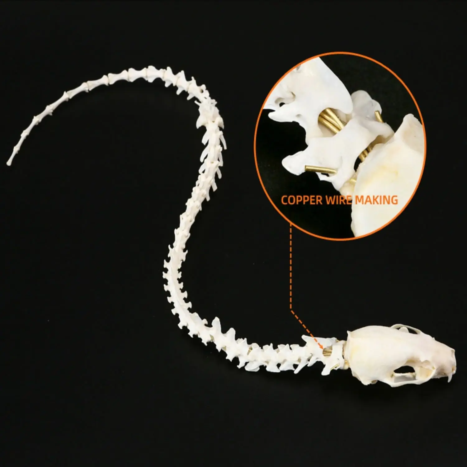 1 PC Real Mink Skull vertebrae Skeleton, Imitation Snake Specimen, Gift Collection