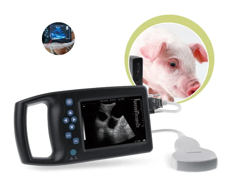 

A6 BW veterinary instrument Veterinary Ultrasound Scanner with convex probe for pig sheep dog and cat