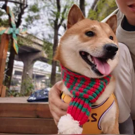 2024 cachecol de natal para animais de estimação outono e inverno quente cão urso de pelúcia coleira de gato cor bloqueada cachecol cão cachecol de natal acessórios