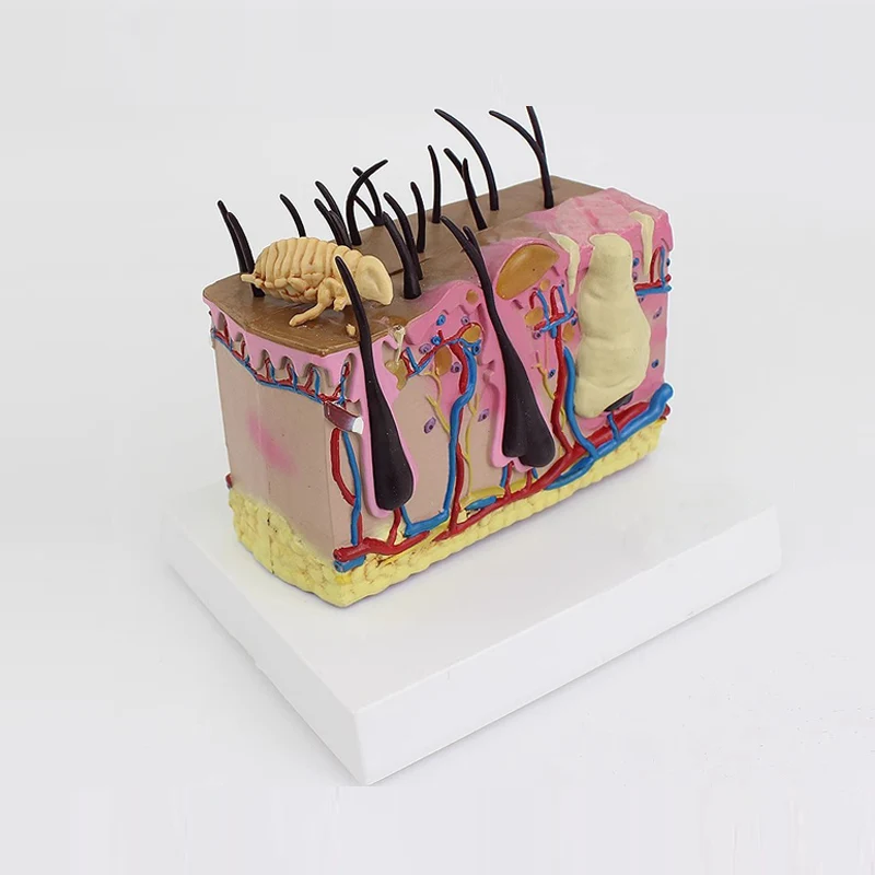 Pathological Dog Insect Bite Skin Anatomy Model Canine Hair Follicle Skin Structure Medical Teaching Model