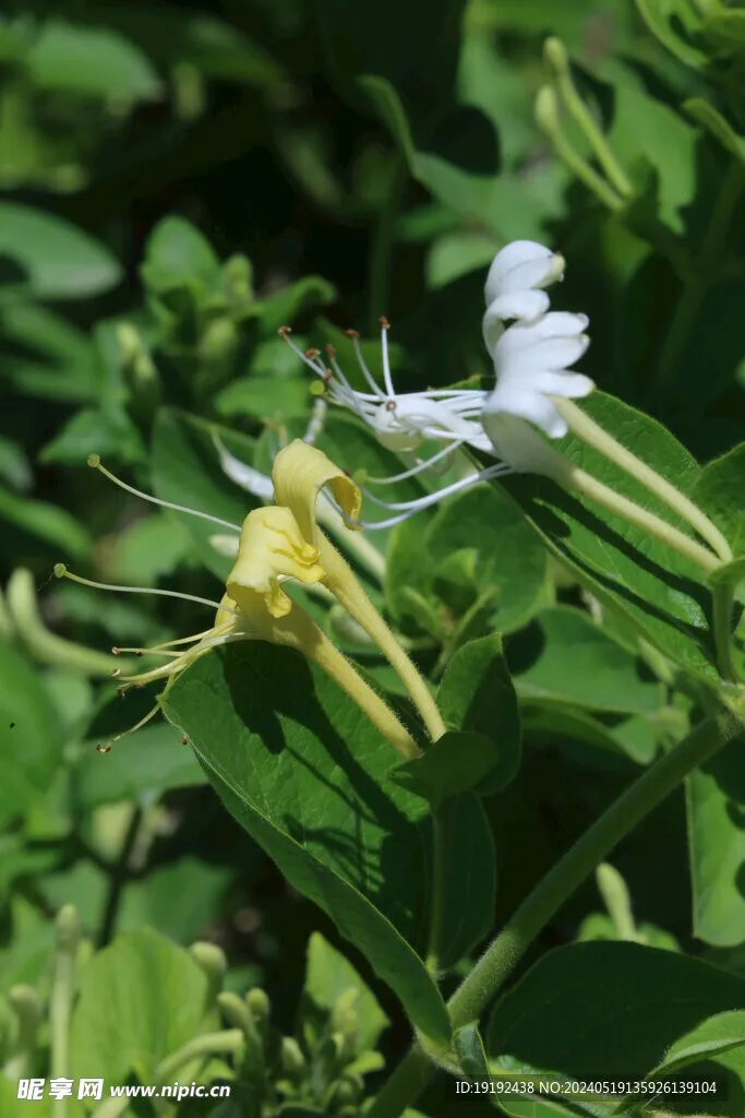 

Держатель-подставка для аккумулятора из алюминиевого сплава с ремешком для радиоуправляемых машин Trxs 1/5 X-Maxx 6S 8S