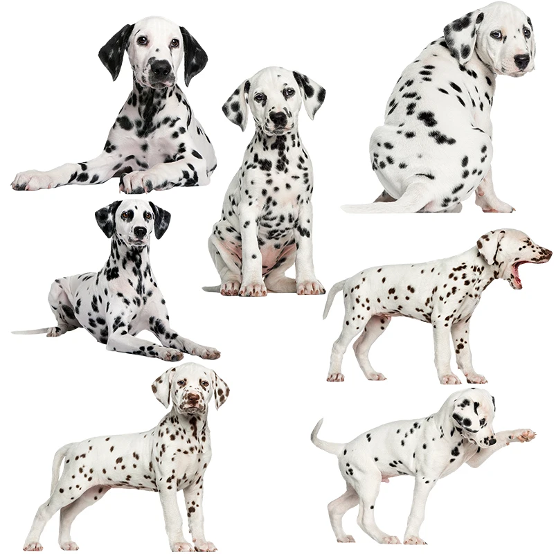 Cute Dalmatians Pet Dog Car Sticker Waterproof Vinyl Auto Wrap for Car Hood Window Laptop Home PVC Decals Decoration