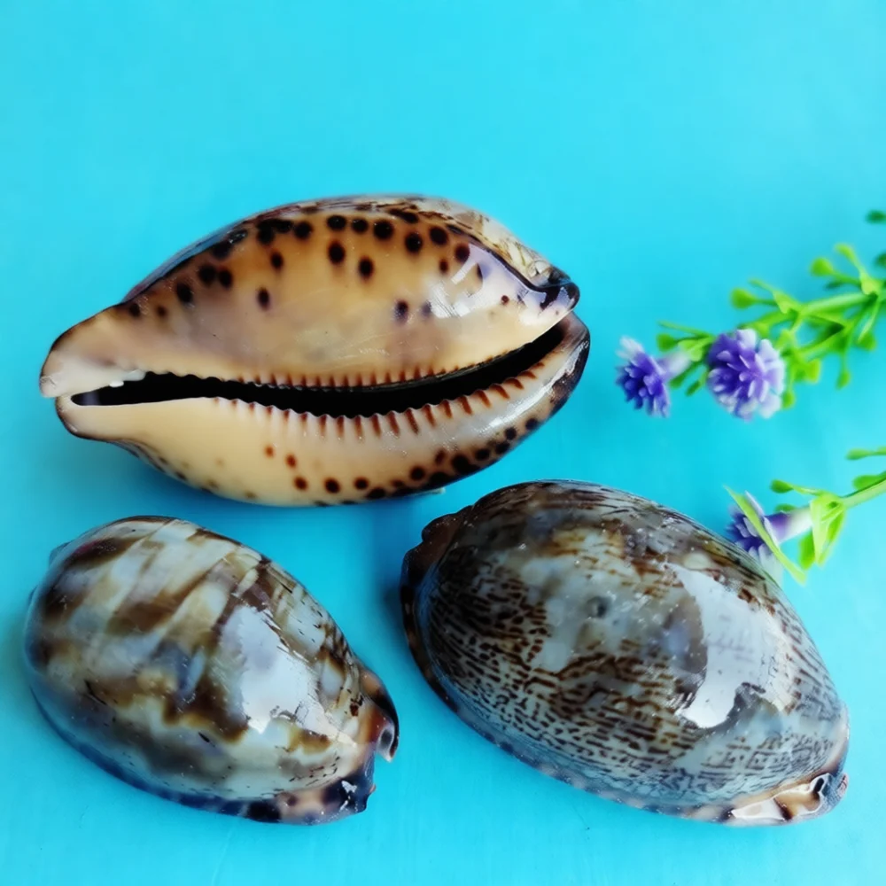 Assorted Natural Shells Conches Starfish Fish Tank Landscaping Ornaments Decorative Elements For DIY Crafting Creative Home Art