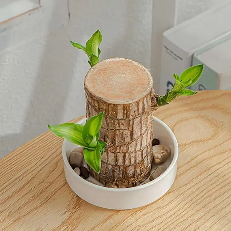 Brazilian Wood Plates Lucky Wood Hydroponic Tree Stump Desktop Plants Hydroponic Plant Tray Mini Brazilian Lucky Wood Tray ABS