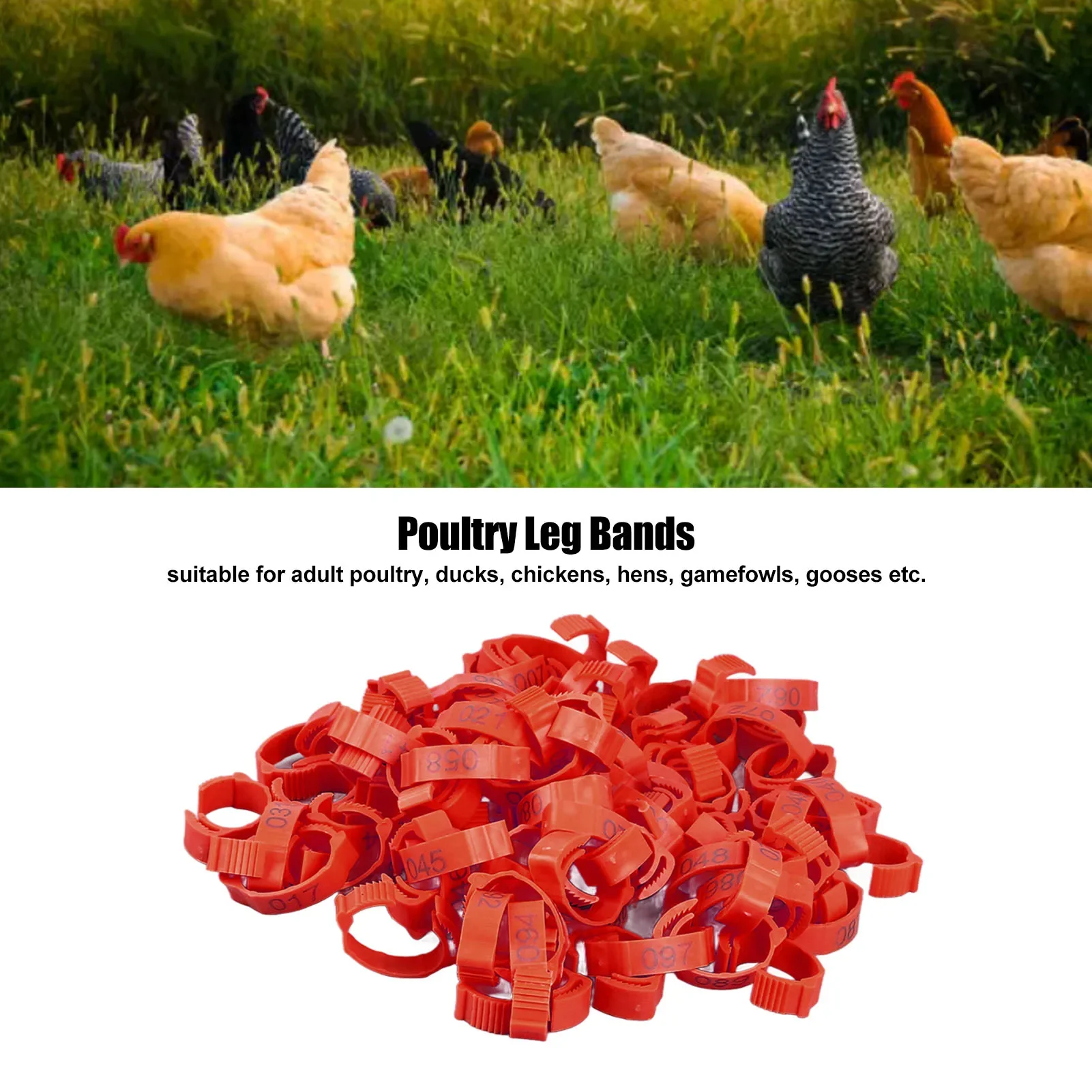 100Pcs Chicken Leg Rings Clip On Bright Color Sturdy Plastic Numbered Poultry Leg Bands For Birds Ducks Goose Gamefowl